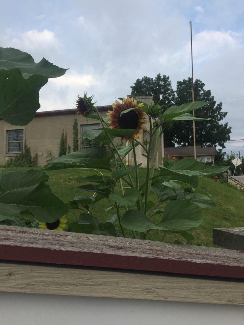 A picture of sunflowers in front of the Bloomington Center for Connection, a relational-cultural organization