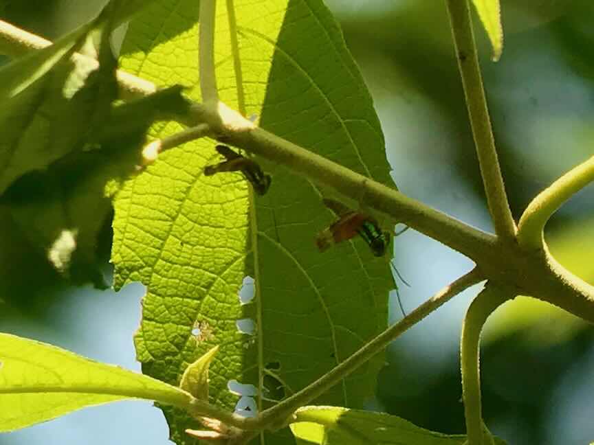 A picture of leaf-eating ants climbing up a tree to symbolize working together in relational-cultural theory